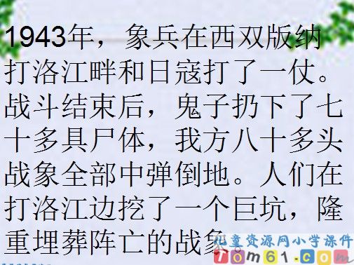最后一头战象课件16