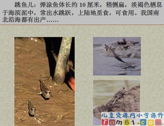 少年闰土课件13