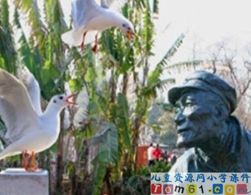 老人与海鸥课件11