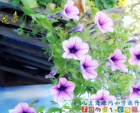 这片土地是神圣的课件16