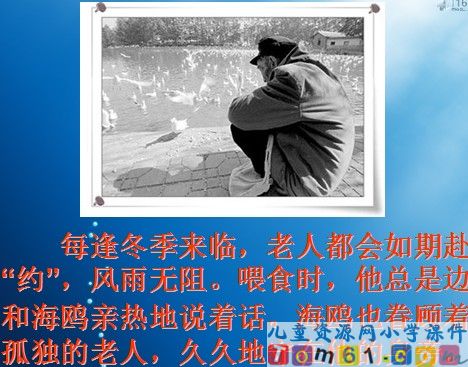老人与海鸥课件13