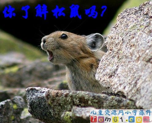 跑进家来的松鼠课件9