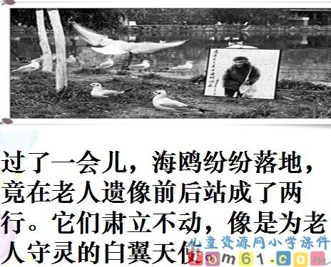 老人与海鸥课件14
