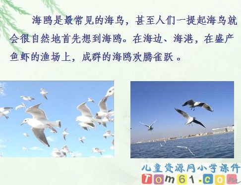 老人与海鸥课件9