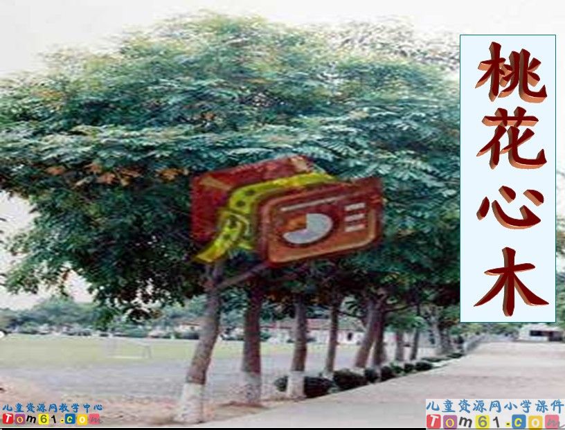 桃花心木