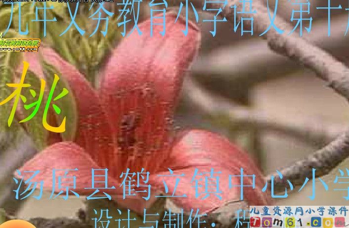 桃花心木