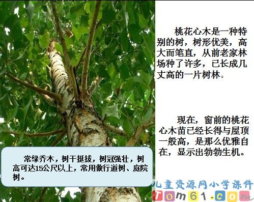 桃花心木课件13