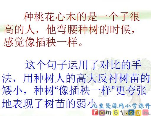 桃花心木课件14