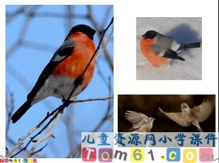 灰雀5