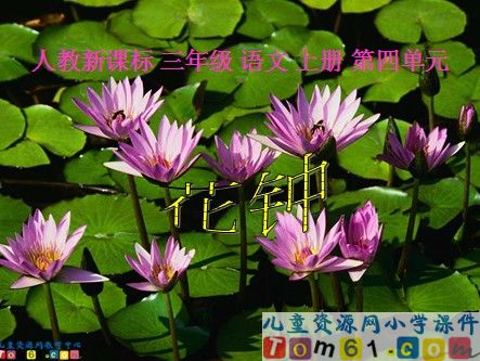 花钟6