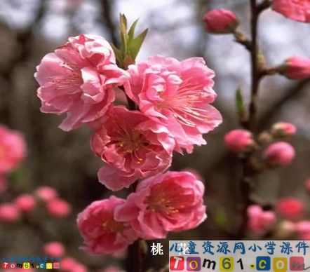花钟7