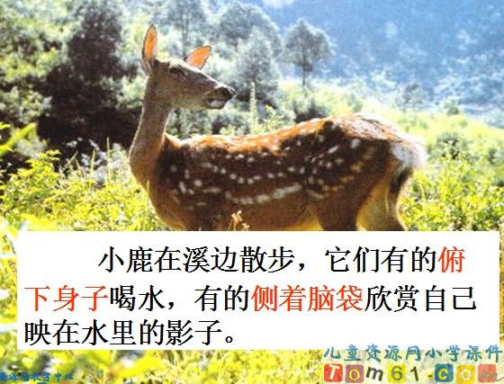 美丽的小兴安岭课件4