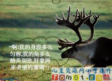 狮子和鹿课件7