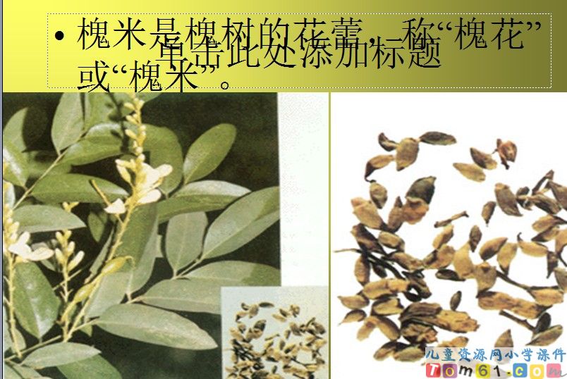 槐乡的孩子