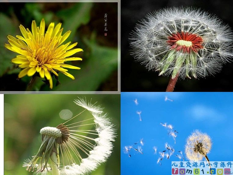 金色的草地