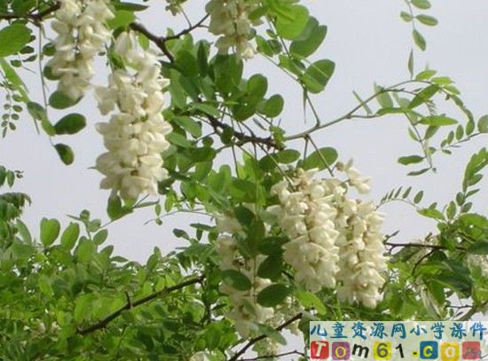 槐乡的孩子
