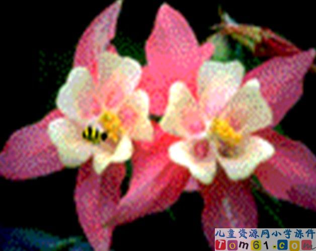 蜜蜂