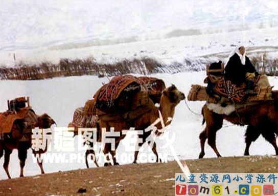 找骆驼