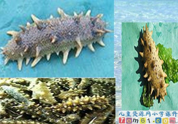 富饶的西沙群岛