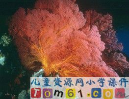 富饶的西沙群岛