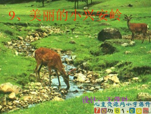 美丽的小兴安岭