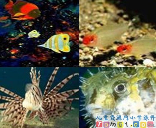 富饶的西沙群岛