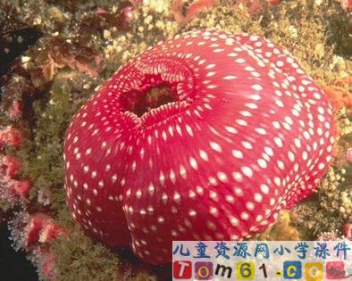 富饶的西沙群岛