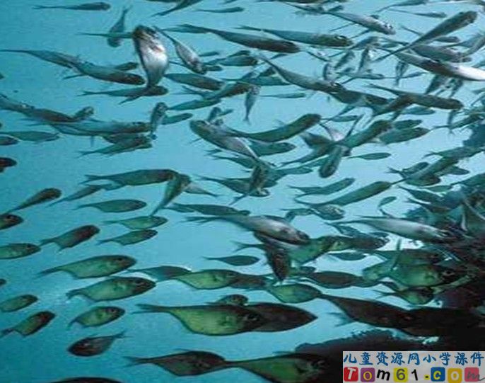 富饶的西沙群岛