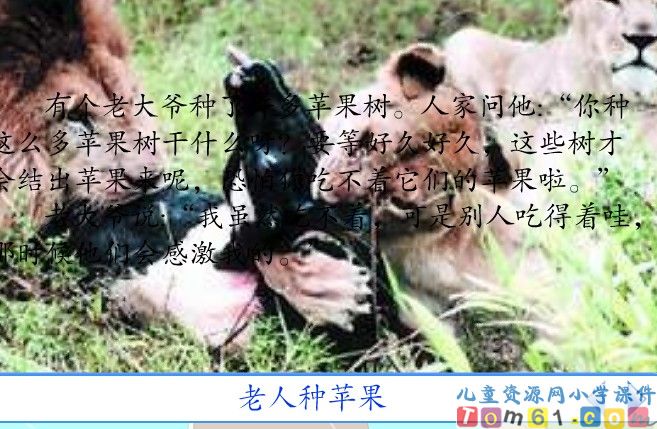 狮子和鹿