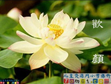 荷花课件3