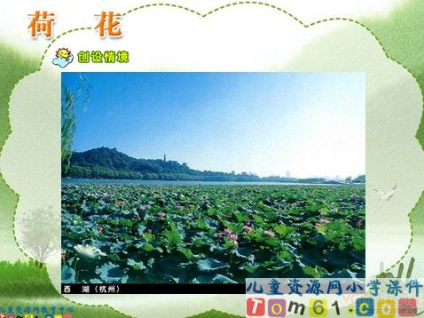 荷花课件2