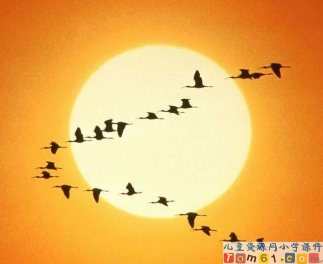 惊弓之鸟