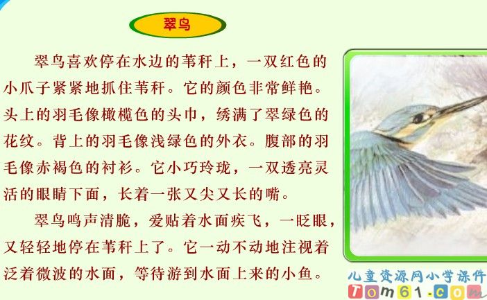 翠鸟