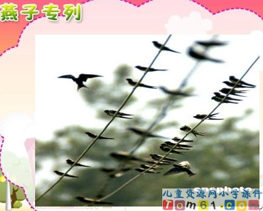 燕子专列