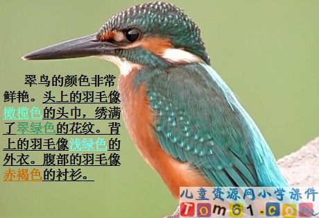 翠鸟