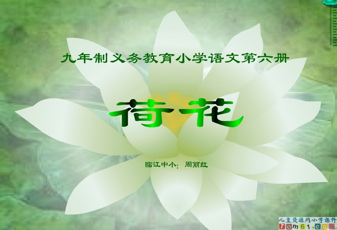 荷花