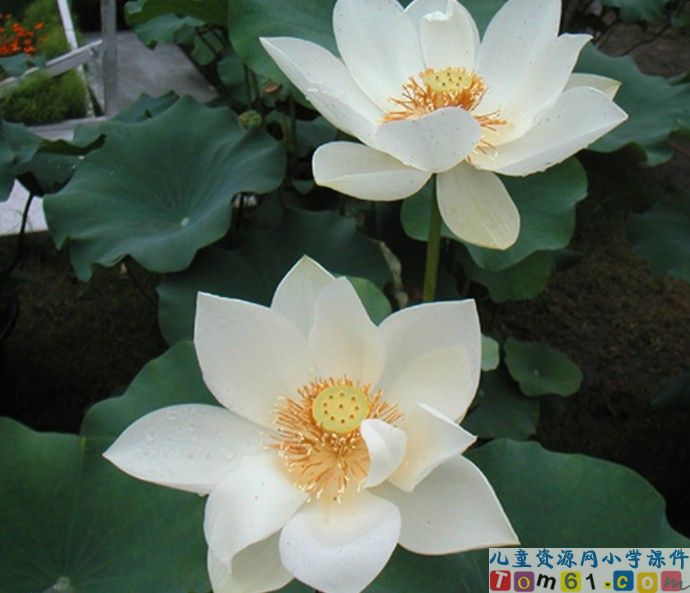 荷花