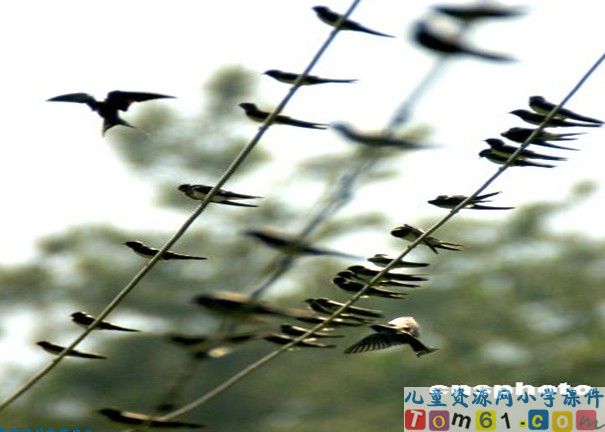 燕子专列