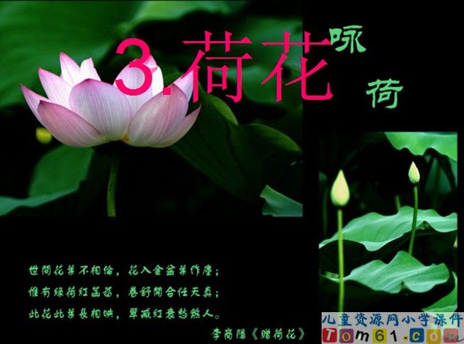 荷花