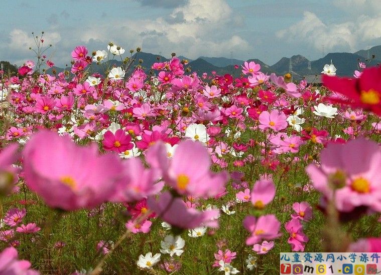 古诗二首——春日、咏柳