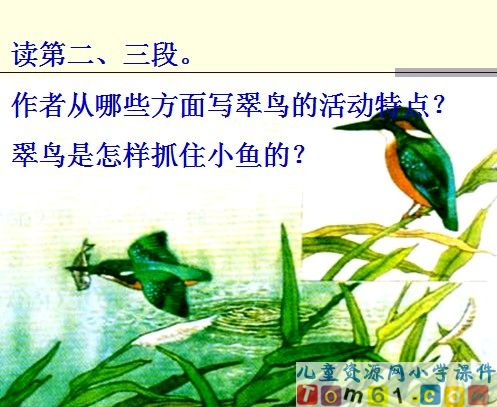 翠鸟