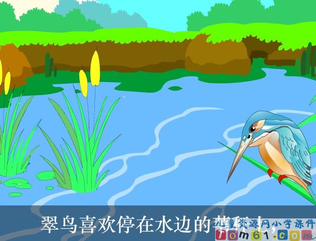 翠鸟