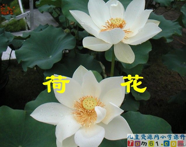 荷花