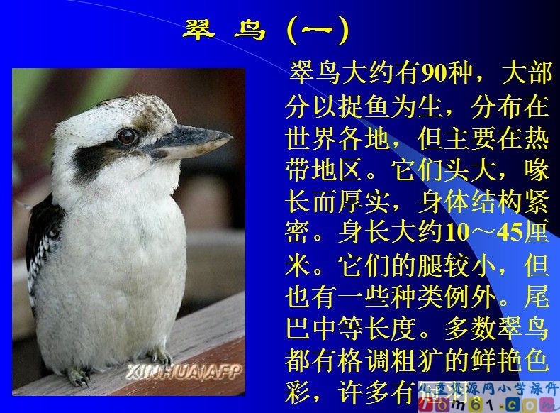 翠鸟