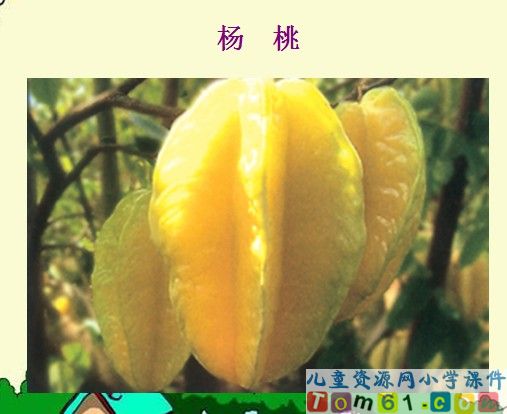 画杨桃