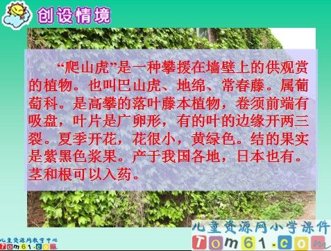 爬山虎的脚课件1