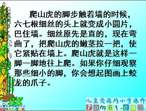 爬山虎的脚课件4