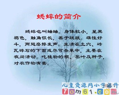 蟋蟀的住宅课件1