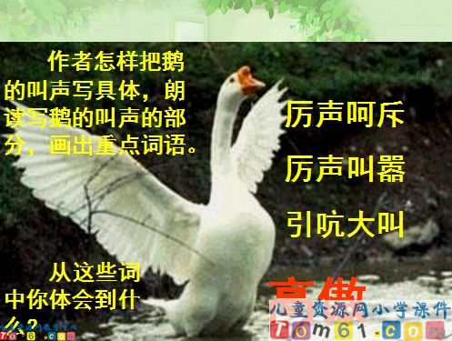 白鹅课件3