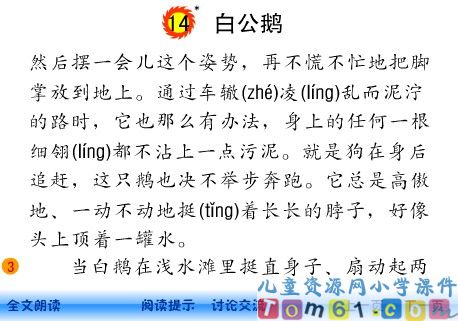 白公鹅课件2